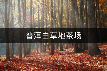 普洱白草地茶場(chǎng)