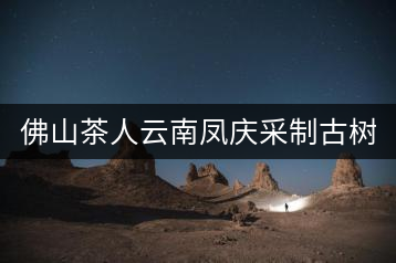 佛山茶人云南鳳慶采制古樹茶 與天地古人對(duì)話