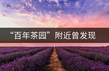 “百年茶園”附近曾發(fā)現(xiàn)稀有單株“紫陽一號(hào)”