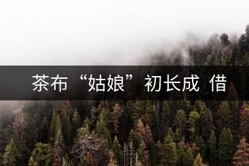 茶布“姑娘”初長(zhǎng)成 借力網(wǎng)絡(luò)不愁嫁