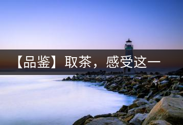 【品鑒】取茶，感受這一輪鳳起古茶的魅力