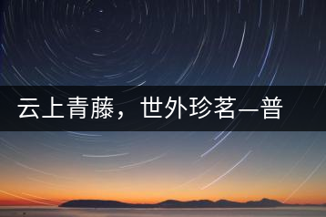 云上青藤，世外珍茗—普秀百年藤條茶即將上市