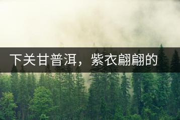 下關甘普洱，紫衣翩翩的綺麗小餅