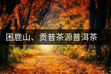 困鹿山、貢普茶源普洱茶羊城受熱捧