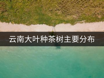云南大葉種茶樹(shù)主要分布