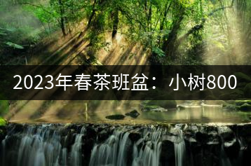2023年春茶班盆：小樹(shù)800元／公斤，古樹(shù)1600-2200元／公斤