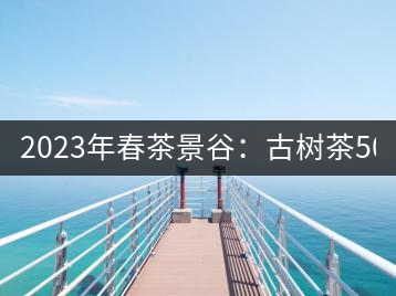 2023年春茶景谷：古樹(shù)茶500-600元／公斤，紫芽茶300-480元／公斤，白芽茶1200-2000元／公斤。