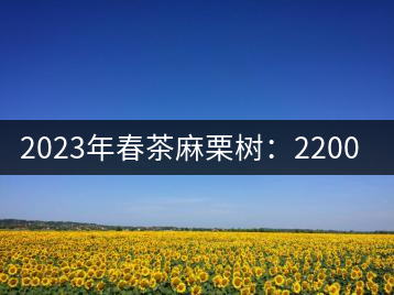 2023年春茶麻栗樹(shù)：2200-2400元／公斤