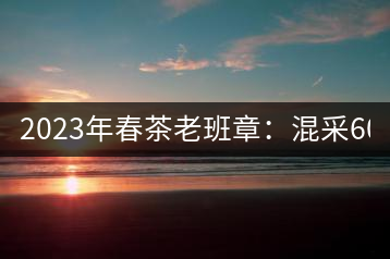 2023年春茶老班章：混采6000-8000元／公斤，挑采：12000元／公斤