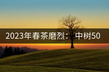 2023年春茶磨烈： 中樹500-600元／公斤，古樹混采：2200-2600元／公斤