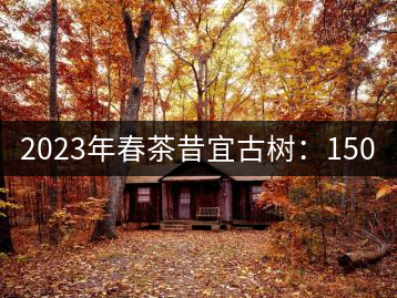 2023年春茶昔宜古樹(shù)：150–220元／公斤