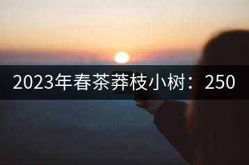 2023年春茶莽枝小樹：250元／公斤， 古樹：1000-1200元／公斤
