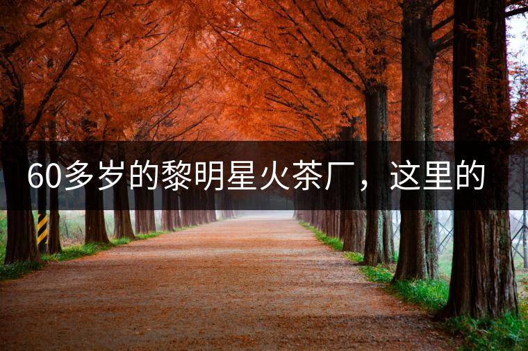 60多歲的黎明星火茶廠，這里的人依然在做茶