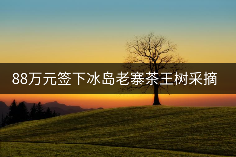 88萬元簽下冰島老寨茶王樹采摘權，誰說這是“競價交易”？