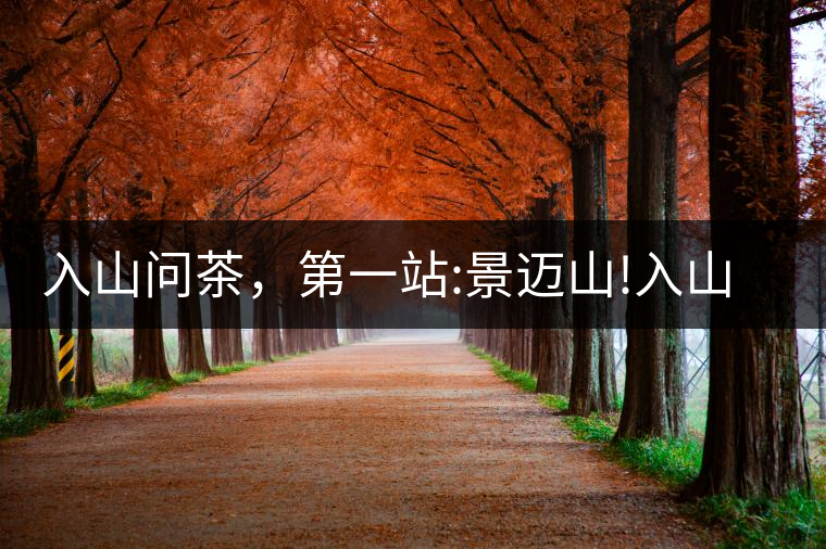 入山問茶，第一站:景邁山!入山問茶，第一站：景邁山！