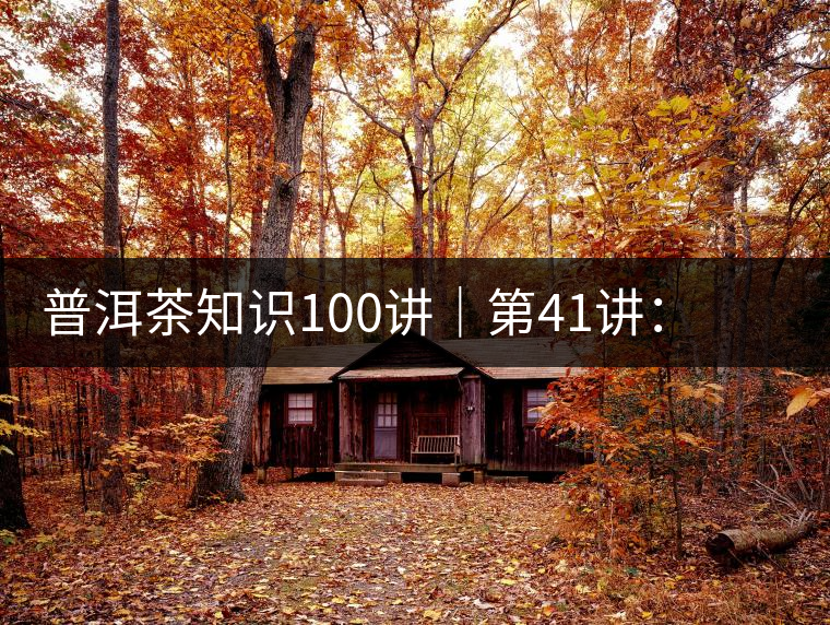 普洱茶知識100講|第41講:孤獨(dú)的邦崴過渡型古茶王 普洱茶知識100講|第41講:孤獨(dú)的邦崴過渡型古茶王