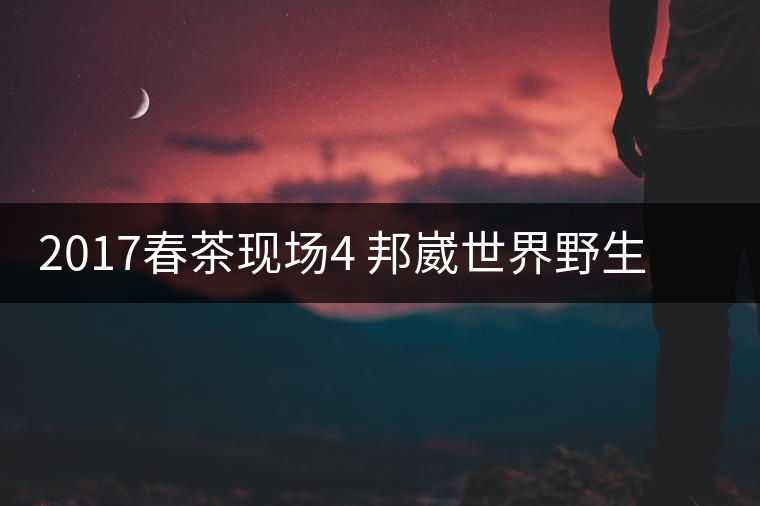 2017春茶現(xiàn)場4 邦崴世界野生過渡型茶王長啥樣?之枝丫2017春茶現(xiàn)場4 邦崴世界野生過渡型茶王長啥樣？之枝丫