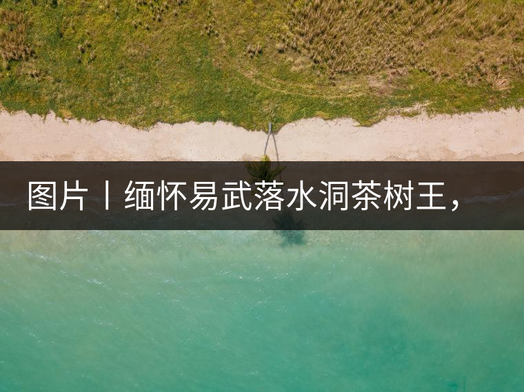 圖片丨緬懷易武落水洞茶樹王，犧牲前的樣貌圖片丨緬懷易武落水洞茶樹王，犧牲前的樣貌