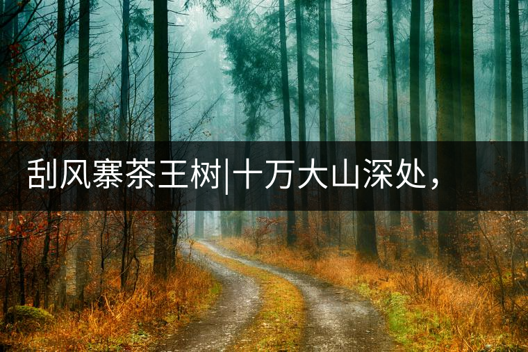 刮風(fēng)寨茶王樹|十萬大山深處，鮮為人知的王者刮風(fēng)寨茶王樹｜十萬大山深處，鮮為人知的王者