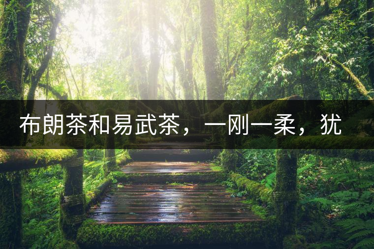 布朗茶和易武茶，一剛一柔，猶如洪拳與太極