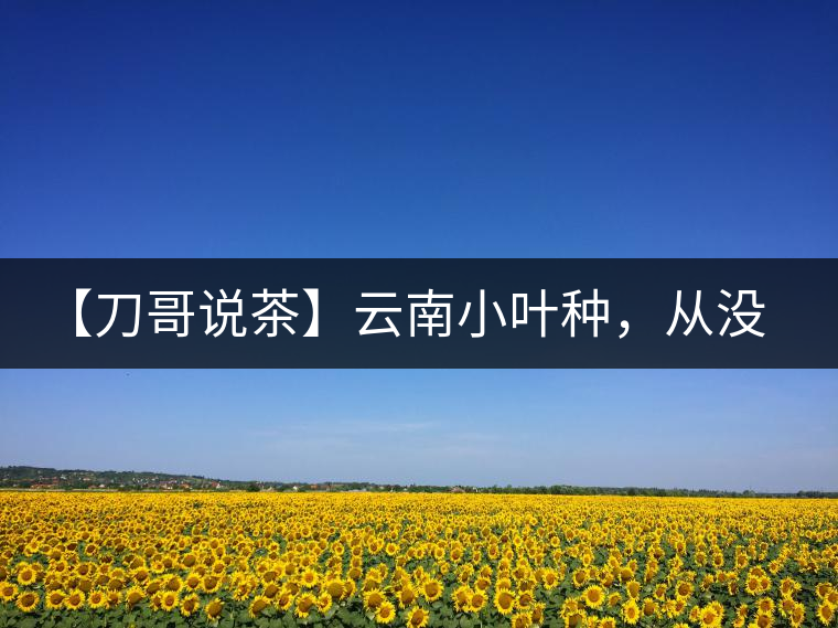 【刀哥說茶】云南小葉種，從沒落到回歸