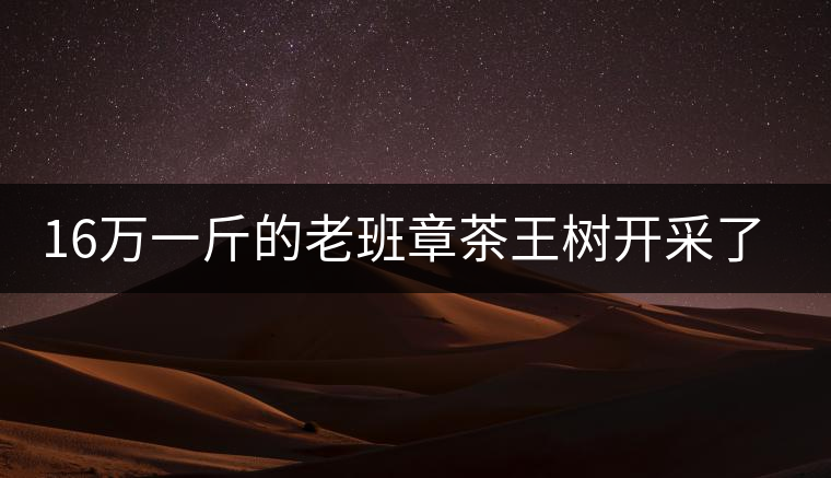 16萬一斤的老班章茶王樹開采了，茶友果斷拉了一車現(xiàn)金去...16萬一斤的老班章茶王樹開采了，茶友果斷拉了一車現(xiàn)金去！