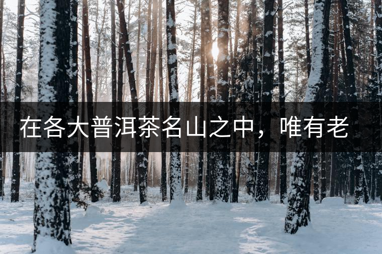 在各大普洱茶名山之中，唯有老曼峨古樹(shù)茶才能稱得上戰(zhàn)狼