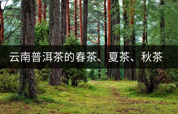 云南普洱茶的春茶、夏茶、秋茶的采摘時(shí)間及其特點(diǎn)