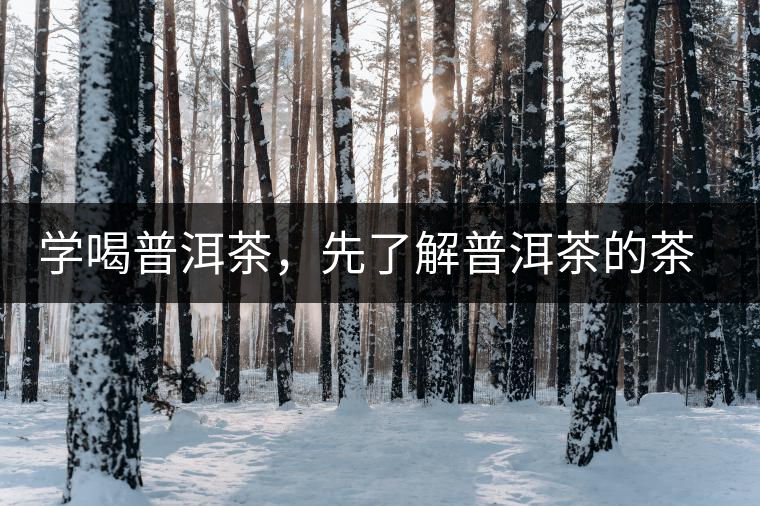 學(xué)喝普洱茶，先了解普洱茶的茶性