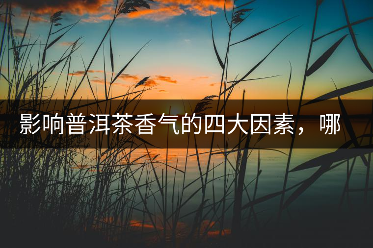 影響普洱茶香氣的四大因素，哪一個(gè)影響最大？