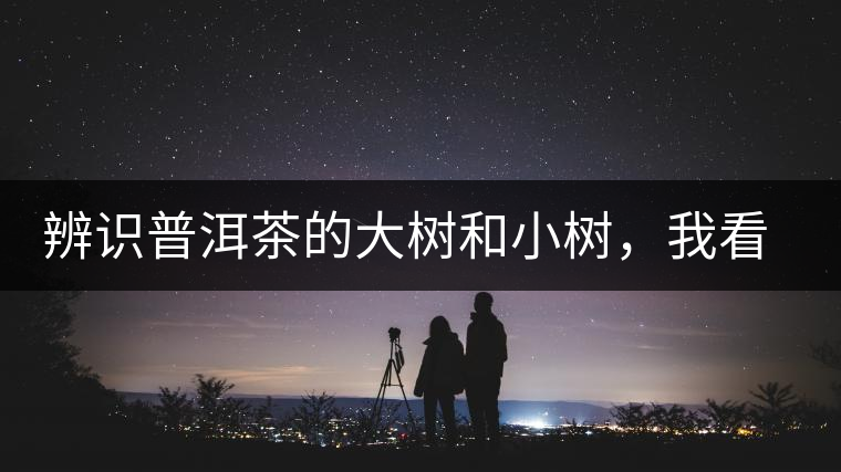 辨識(shí)普洱茶的大樹(shù)和小樹(shù)，我看這篇最靠譜