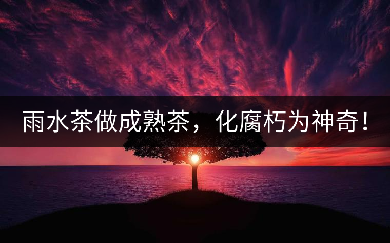雨水茶做成熟茶，化腐朽為神奇！