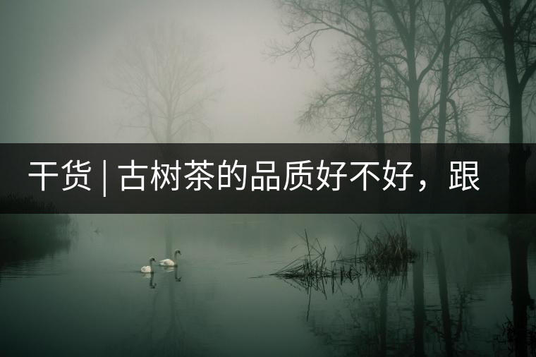 干貨 | 古樹茶的品質(zhì)好不好，跟耐泡度真的有關(guān)聯(lián)嗎？