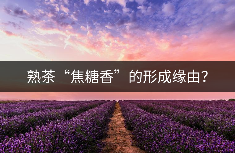熟茶“焦糖香”的形成緣由？