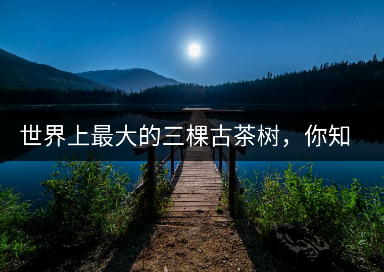 世界上最大的三棵古茶樹(shù)，你知道嗎？