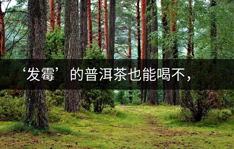 ‘發(fā)霉’的普洱茶也能喝不，看科學(xué)解釋