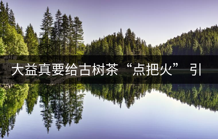 大益真要給古樹茶“點把火” 引火燒身？