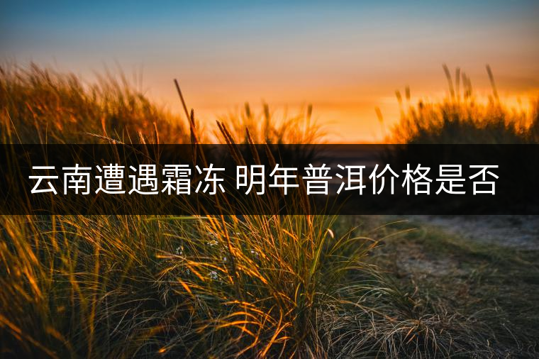 云南遭遇霜凍 明年普洱價格是否飆升？