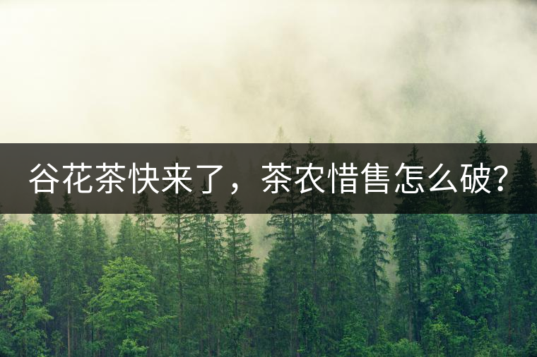 谷花茶快來了，茶農(nóng)惜售怎么破？