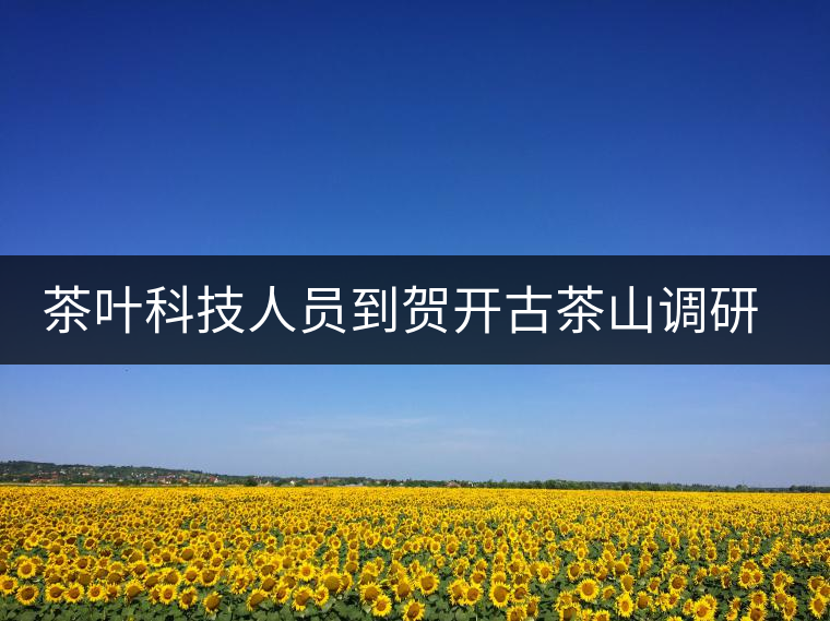 茶葉科技人員到賀開古茶山調研古茶樹資源 茶葉科技人員到賀開古茶山調研古茶樹資源