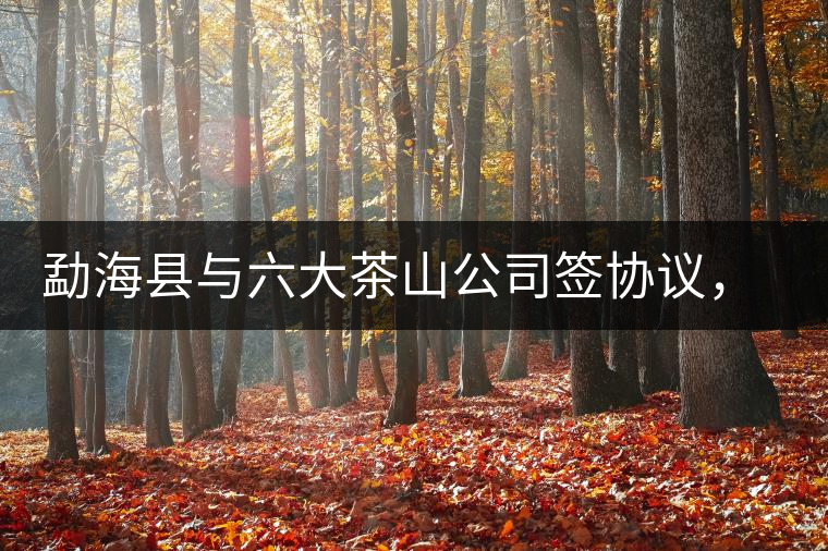 勐海縣與六大茶山公司簽協(xié)議，投資九億保護(hù)開發(fā)賀開古茶山資源