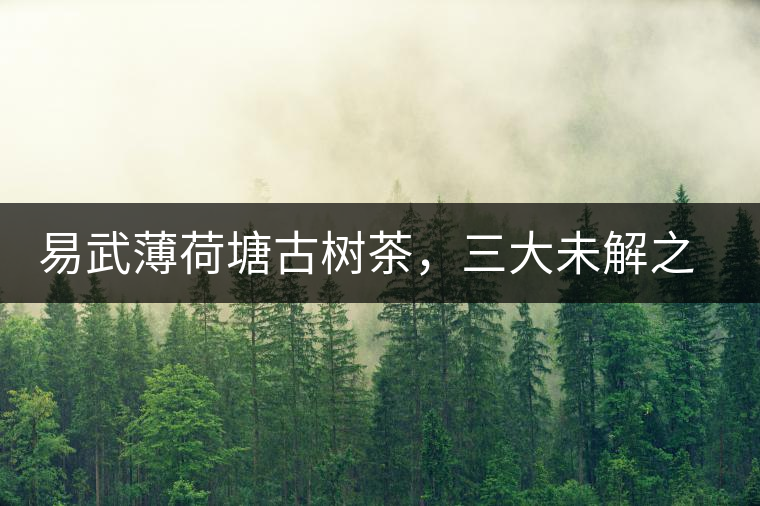 易武薄荷塘古樹茶，三大未解之謎