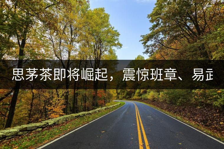 思茅茶即將崛起，震驚班章、易武！