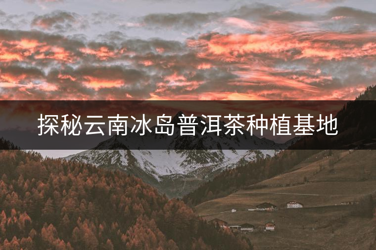 探秘云南冰島普洱茶種植基地