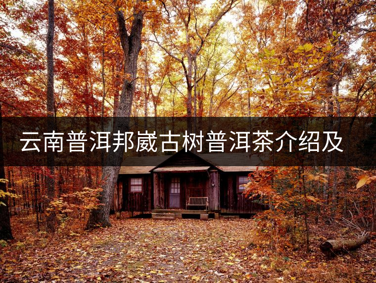 云南普洱邦崴古樹普洱茶介紹及特點