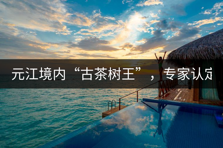 元江境內(nèi)“古茶樹王”，專家認(rèn)定樹齡在1500多年以上