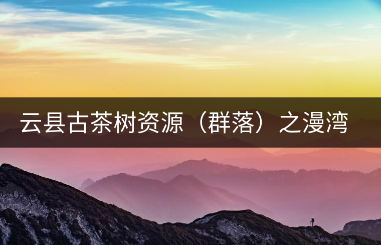 云縣古茶樹(shù)資源（群落）之漫灣鎮(zhèn)、茂蘭鎮(zhèn)大丙山