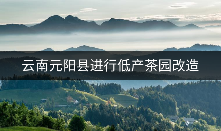 云南元陽縣進行低產(chǎn)茶園改造