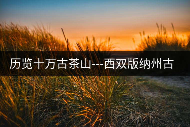 歷覽十萬古茶山---西雙版納州古茶樹古茶園（下）