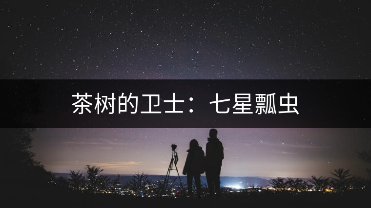 茶樹(shù)的衛(wèi)士:七星瓢蟲(chóng) 茶樹(shù)的衛(wèi)士:七星瓢蟲(chóng)